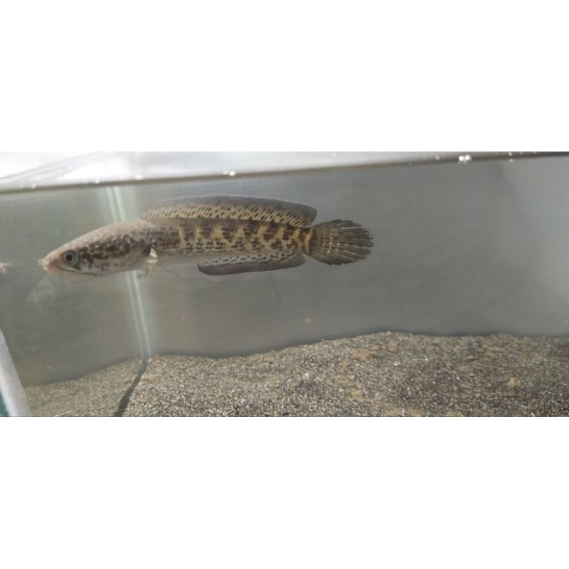 Chana auranti grade A