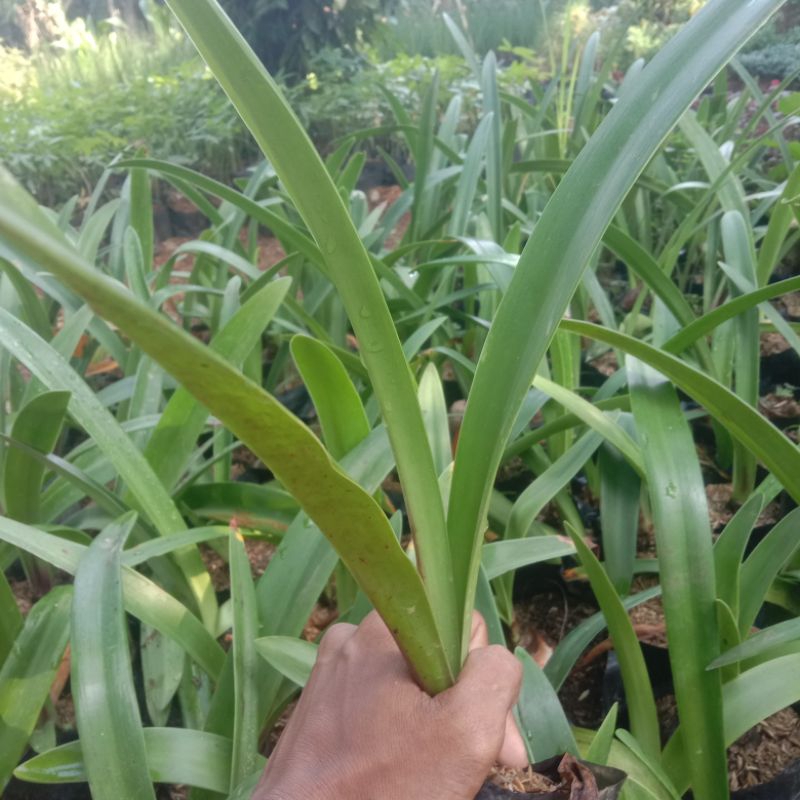 Bakung Amarilis/Tanaman Hias Bakung Amarilis/Tanaman Bakung Amarilis