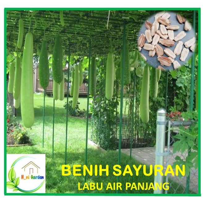 Benih Biji Labu Air Panjang