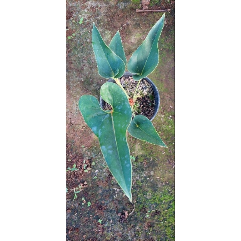 Tanaman Anthurium Corong / Anthurium Brownii/ tanaman hias terlaris