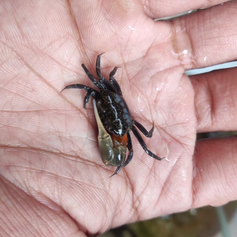 

kepiting biola / kepiting hias fiddler crab / kepiting komando