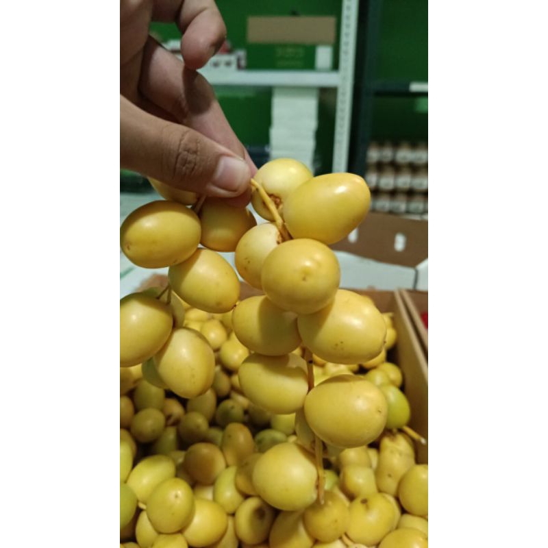 

Kurma Muda PROMIL Kuning