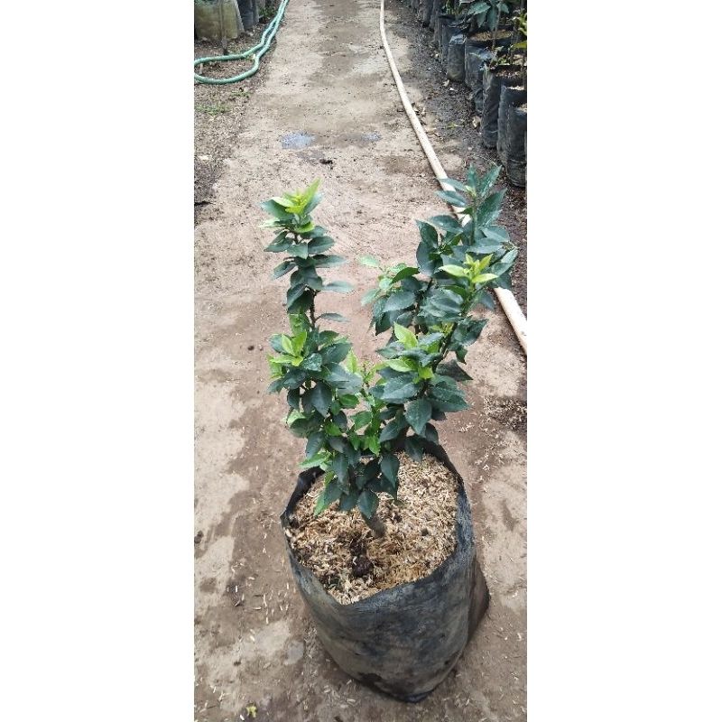 JERUK KINGKIT BAHAN BONSAI / JERUK KINKIT / jeruk ranti
