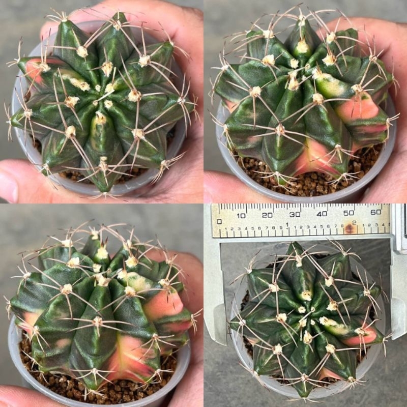 Kaktus Gymno Hybrid Pink Giant big size /indukan kaktus