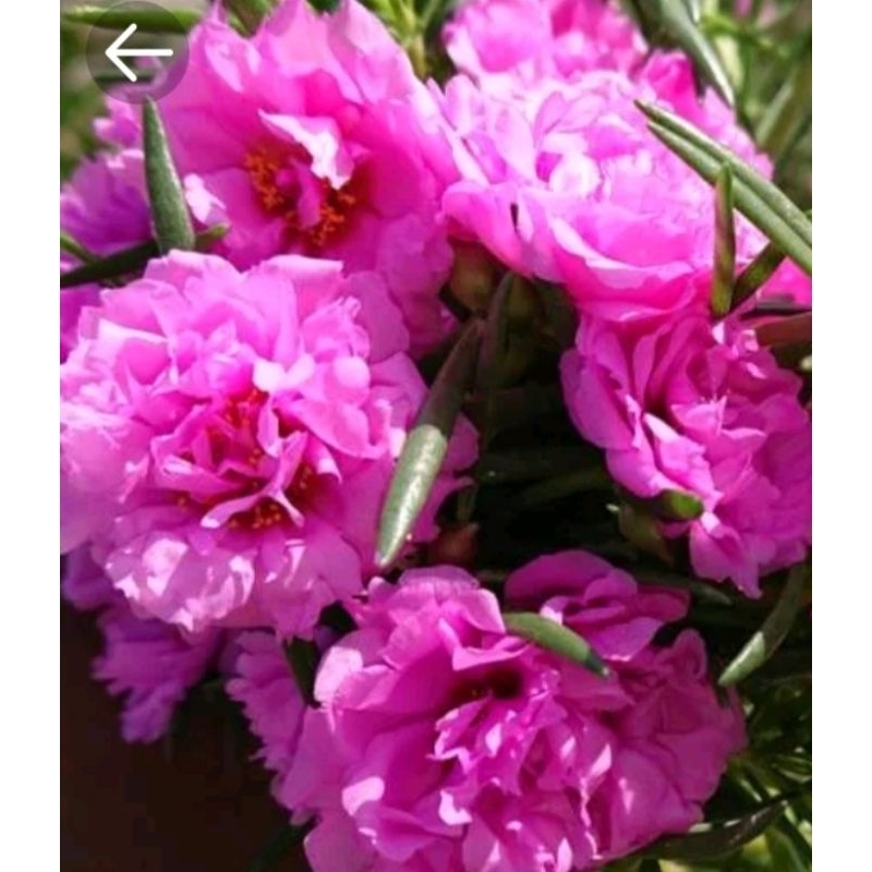 Tanaman hias Moserose Pink Lady krokot pink lady portulaca pink lady tumpuk