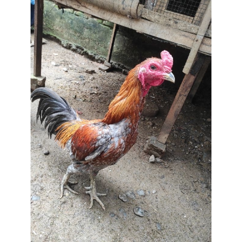 Anak Ayam Tarung Asli Bangkok Siam Pama/ Ayam Laga / Anak Ayam Hidup per Ekor