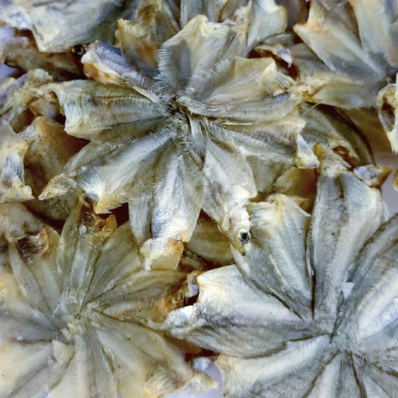 

Sepat Bintang Tanpa Kepala 1kg