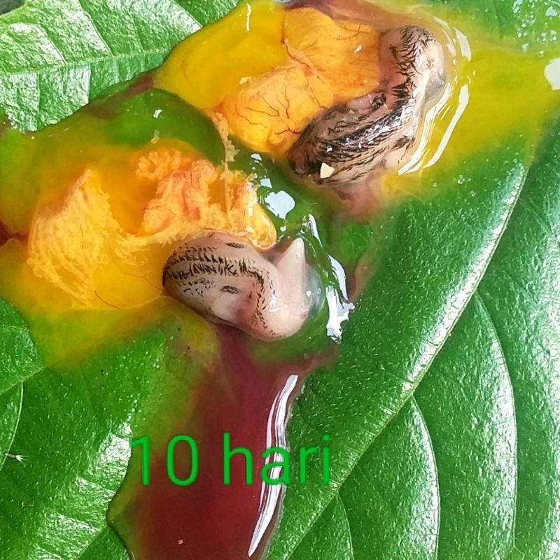 UMPAN GALATAMA LELE TAPUY EMBIRO PUYUH