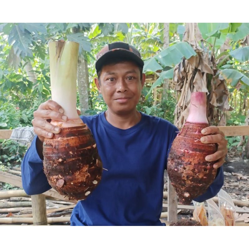 

UMBI TALAS BOGOR