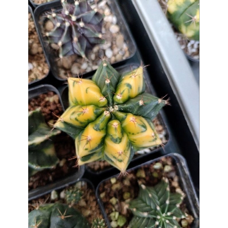 Miha orange varigata