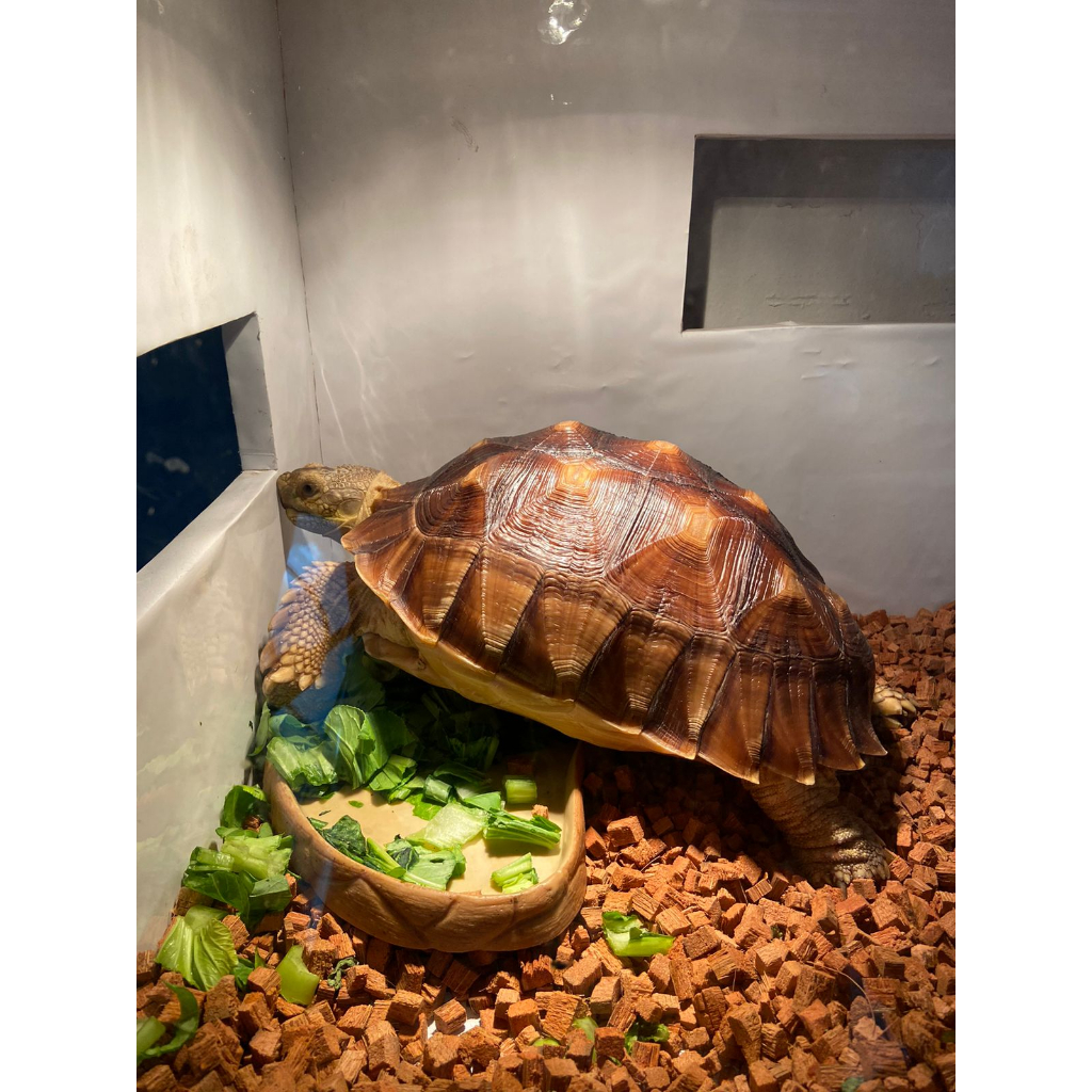 sulcata 29cm betina