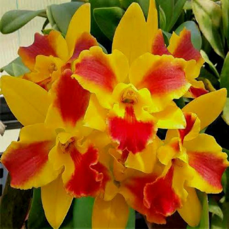 anggrek pra remaja Cattleya hybrid thailand new