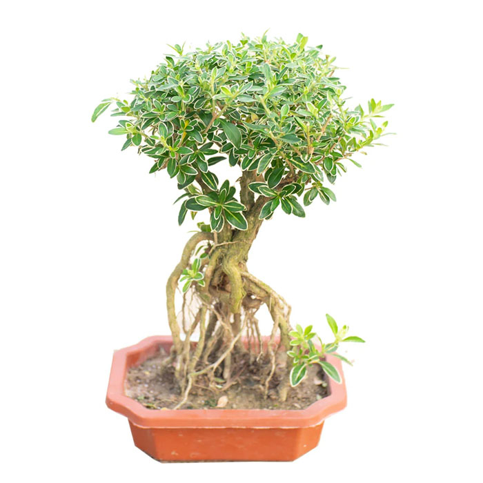 Tanaman hias Seribu bintang (serissa snowrose)