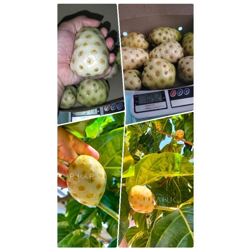

BUAH MENGKUDU SUPER 1KG / BUAH HERBAL / MENGKUDU TUA DI POHON