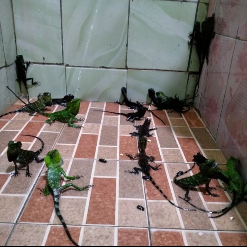 mainan bocil forest dragon