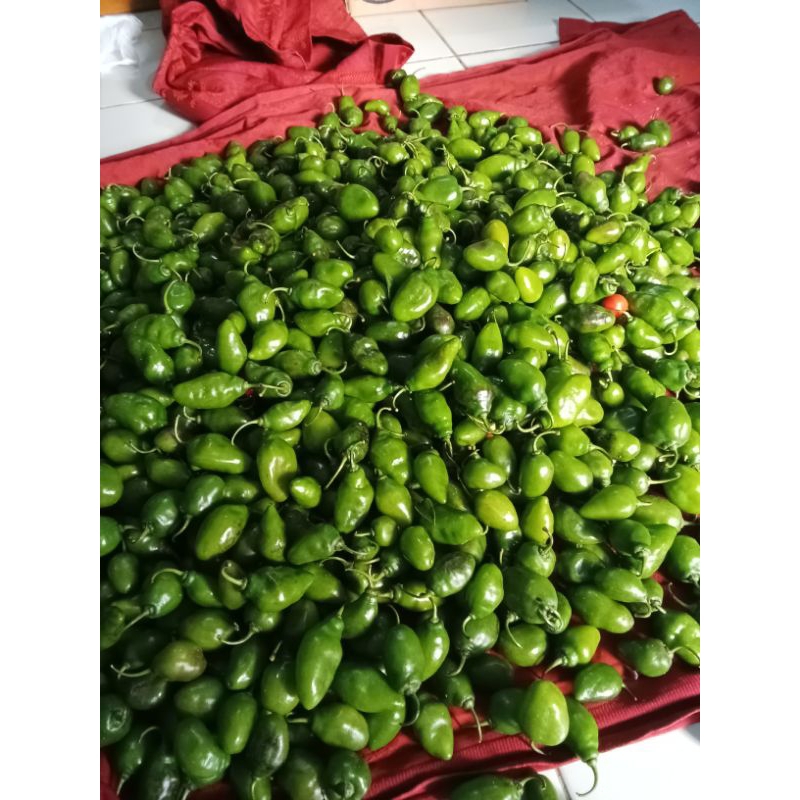 

cabe gendot / cabe bendot / cabe gendol / 1 kg / fresh / segar / sayuran / cabai