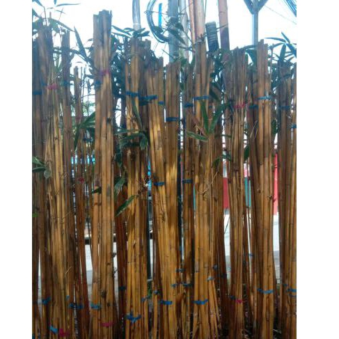 Bambu Panda Perbatang/Pohon Bambu/Bambu Panda Kuning