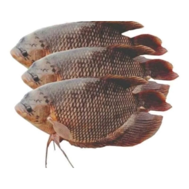 

Ikan Gurame