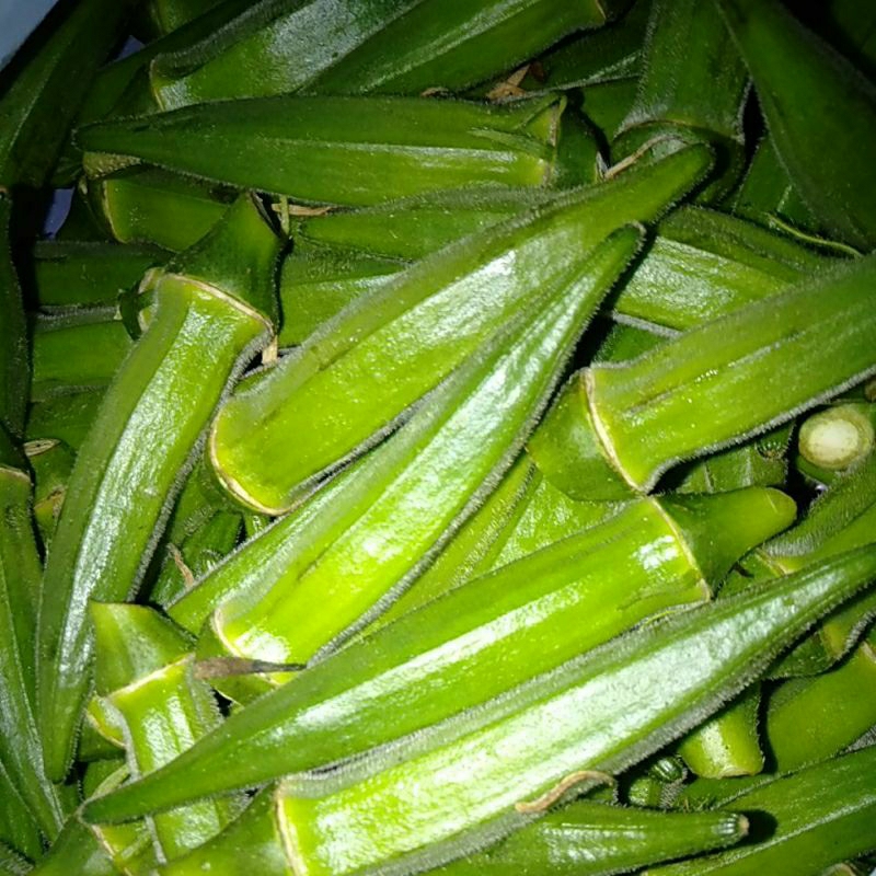 

SAYURAN OKRA BENDI LADYFINGER Segar