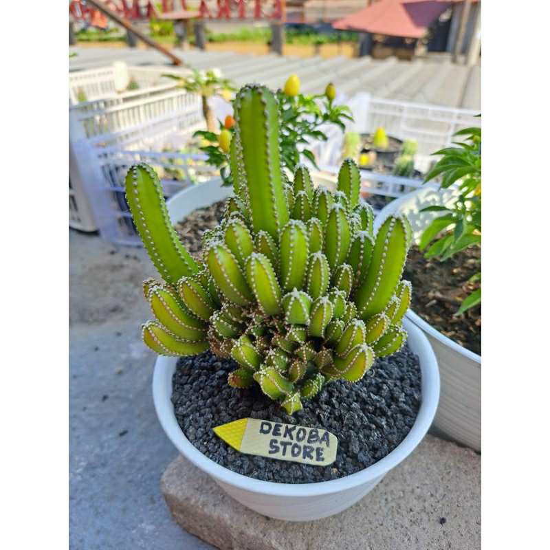 Tanaman hias kaktus Candi Cereus Tetragonus Fairy Castle