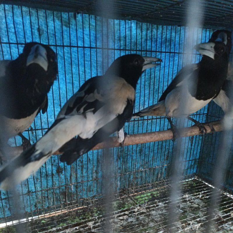 burung jagal papua bahan rawatan bunyi