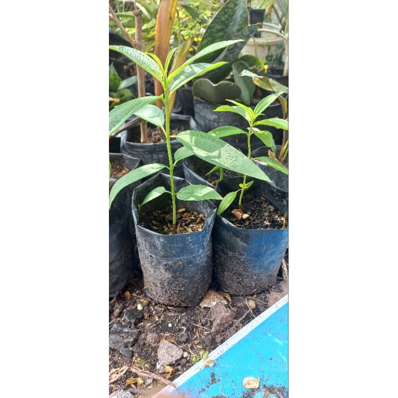 senduduk/senggani bunga putih