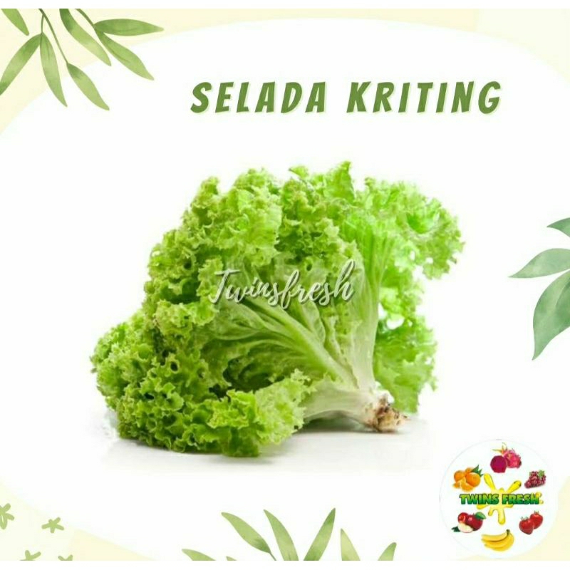 

Selada Air 500gr