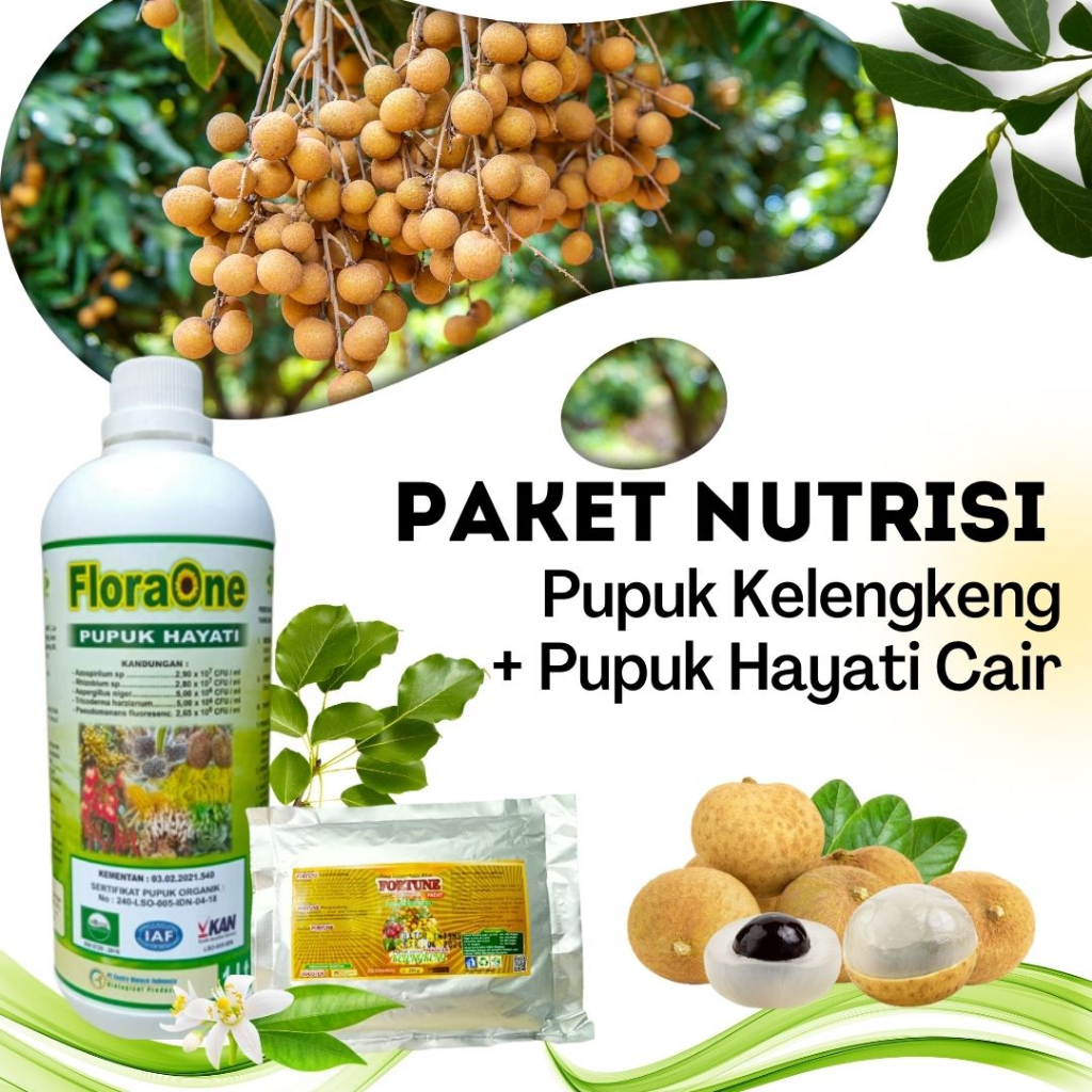 Pupuk Booster Kelengkeng Perangsang Buah, Obat Jamur Akar Putih Tanaman Kelengkeng Merah