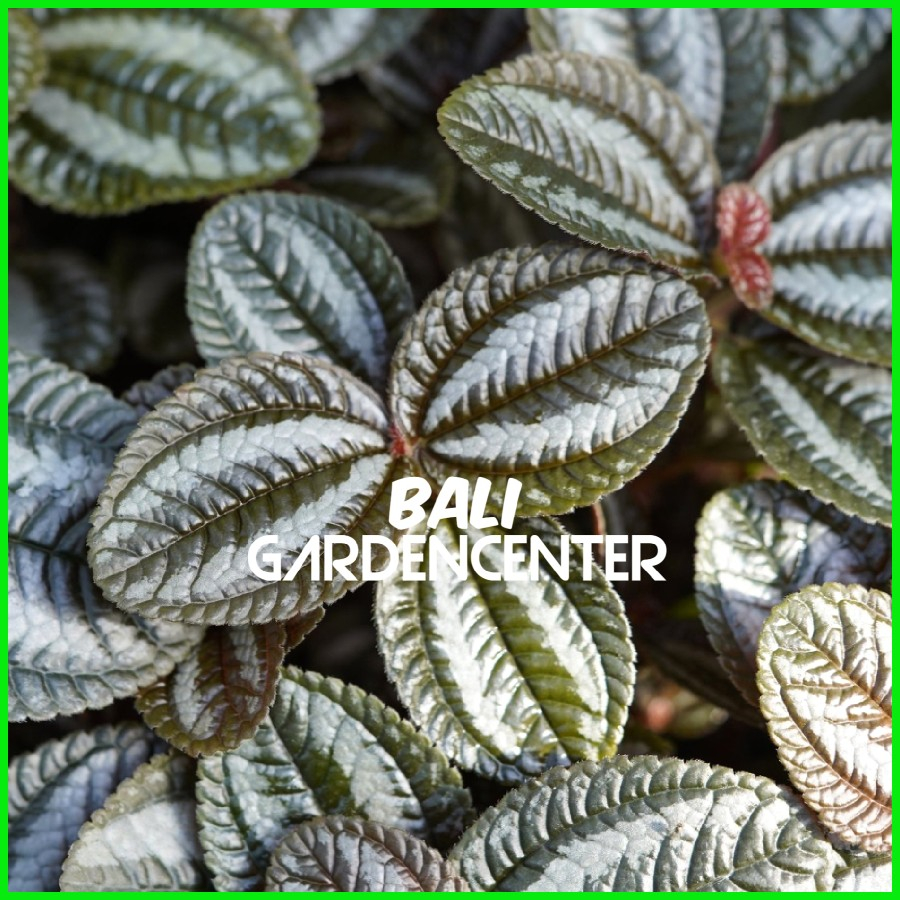 Tanaman Hias Pilea Spruceana Norfolk - Pilea Spruceana Terrarium