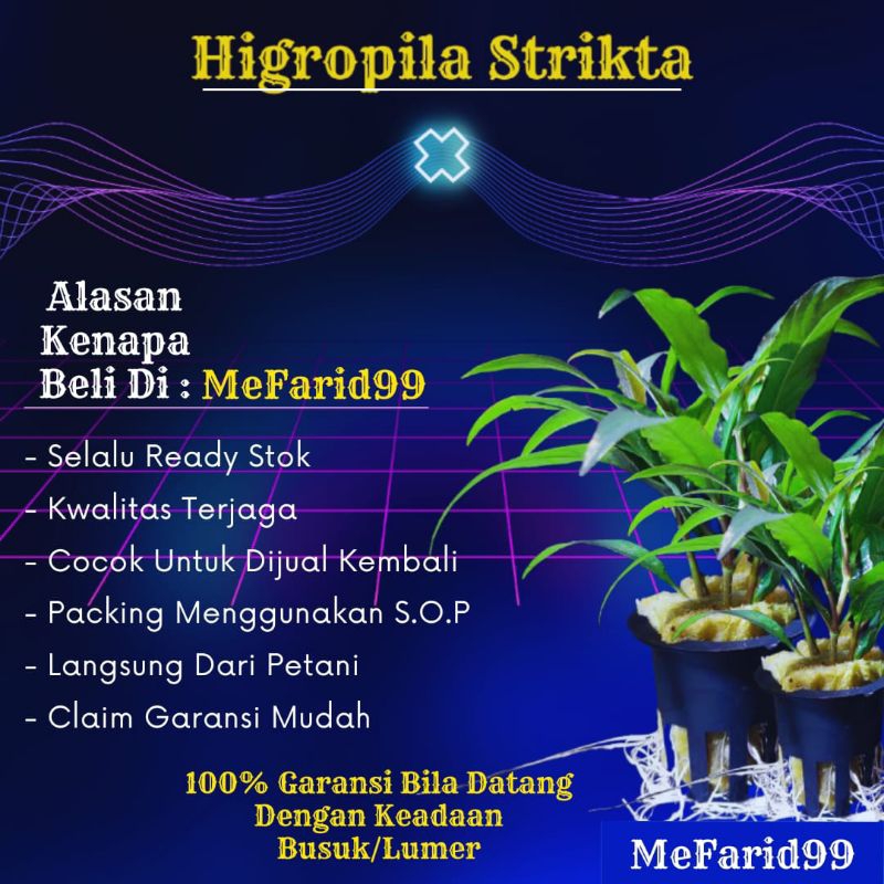 Higropila Strikta Tanaman Aquascape Tanpa Co2 (Tanaman Aquascape)