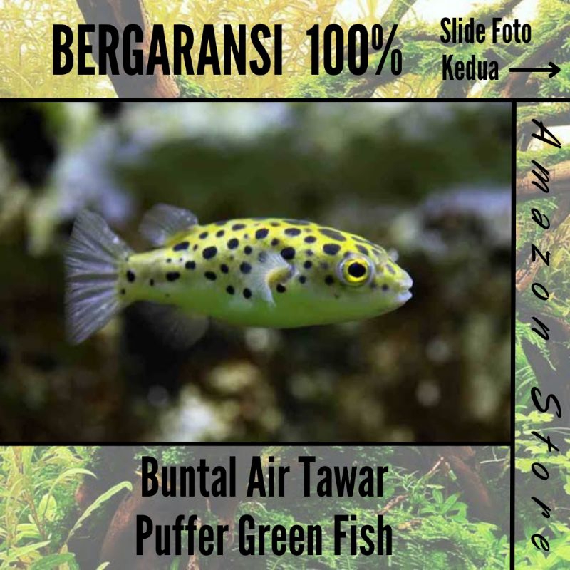 Ikan Buntal Air Tawar / Puffer Green Fish