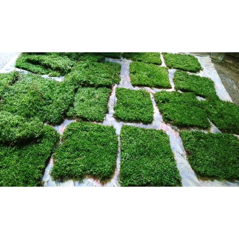 Moss aquascape| tanaman aquascape | Moss weping