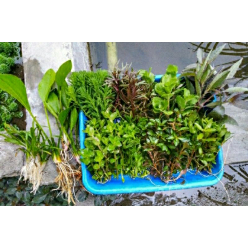 paket tanaman aquascape low co2
