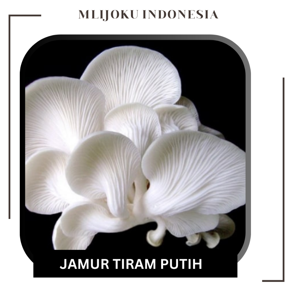 

Jamur Tiram Putih Bersih 250gr