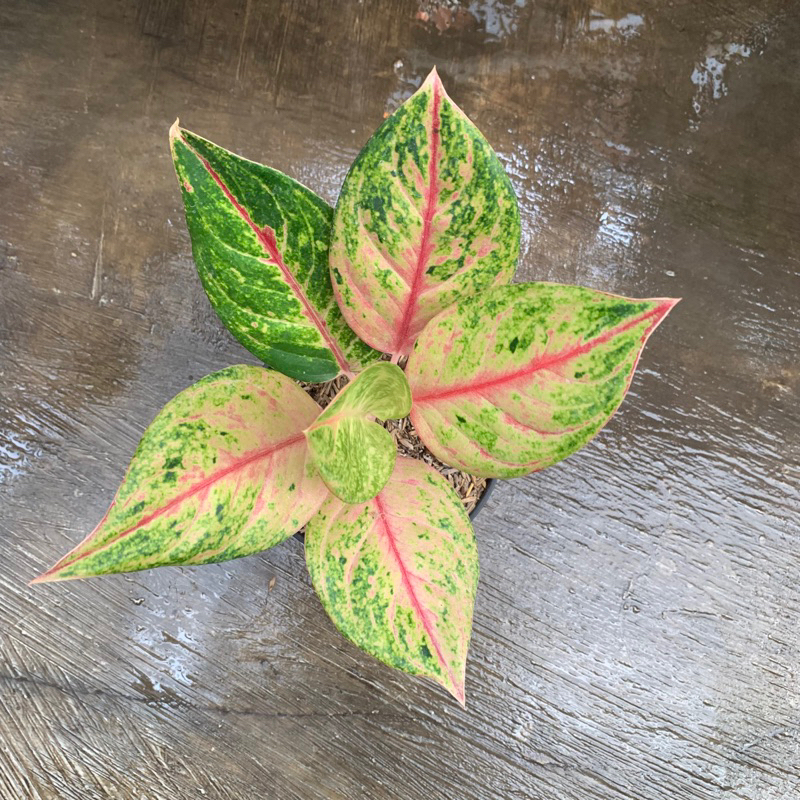 Aglonema Red imelda ❤️