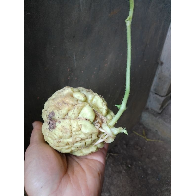 BIBIT LABU SIAM BERTUNAS / LABU SIAM
