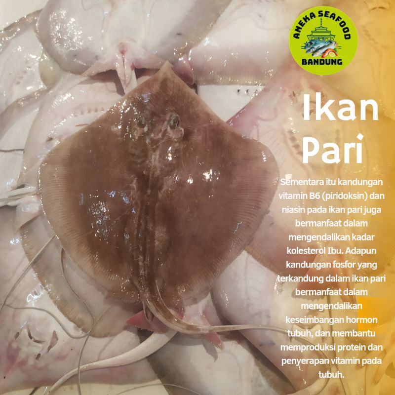 

Ikan Pari Fresh 1.0kg