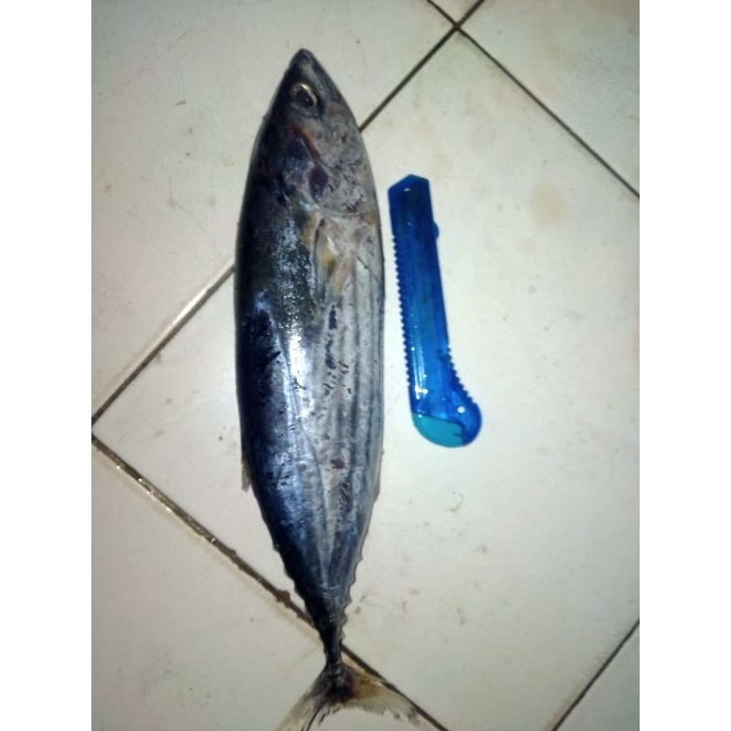 

Ikan Cakalang Segar Harian Fresh Frozen Nelayan 1Kg Segar BERGARANSI