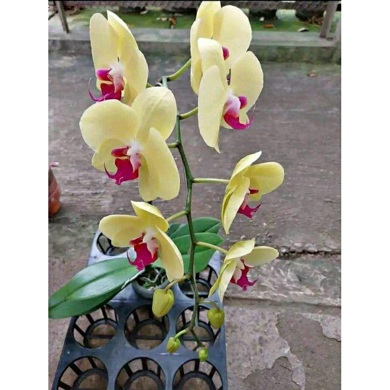 Anggrek bulan dewasa/spike bunga kuning Niming tanaman hias