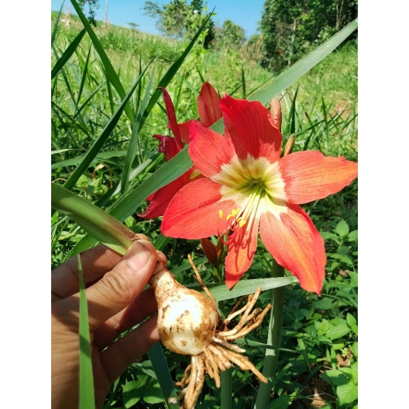UMBI AMARILIS ORANGE MURAH / BIBIT BUNGA AMARILIS / UMBI AMARILIS