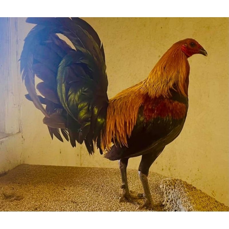 

jual telur ayam pisau bron red paket 4 butir