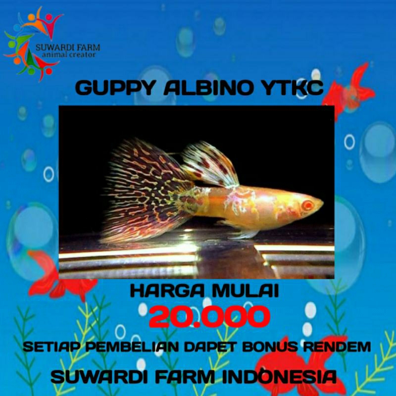 aksesoris Akwarium (Guppy Albino YTKC)