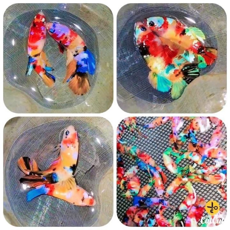 Cupang pk Multicolor galaxy 1 pair