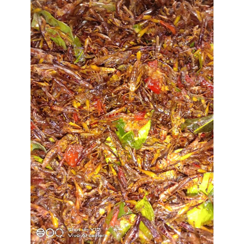 

BELALANG GORENG KECIL ISI 1 KG / BELALANG UTES ENAK & MURAH / BELALANG GORENG MURAH & ENAK / WALANG JEMBER