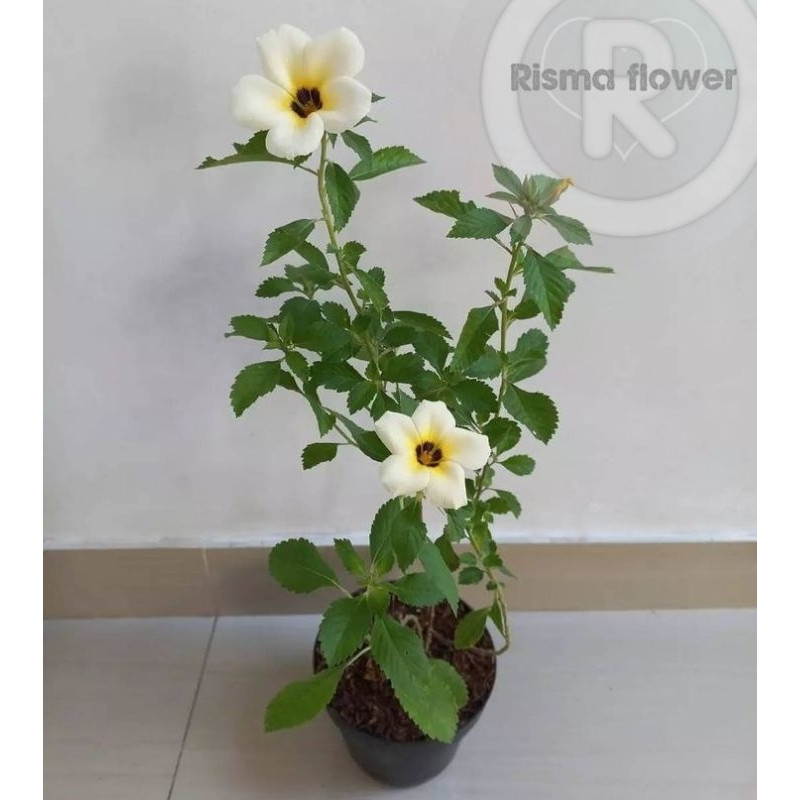 Tanaman hias pohon bunga turnera putih / turnera bunga putih / tanaman bunga hidup