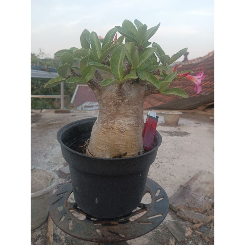 Godji x Nomsod Seed asal Import Usia 2,5 tahun