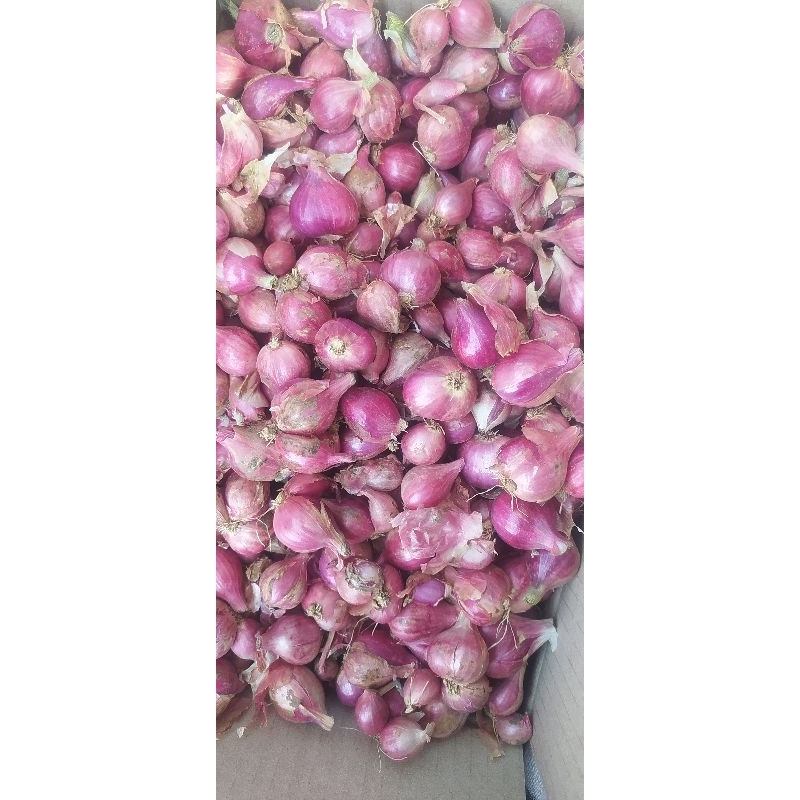 

bawang merah gede 1/2 kg