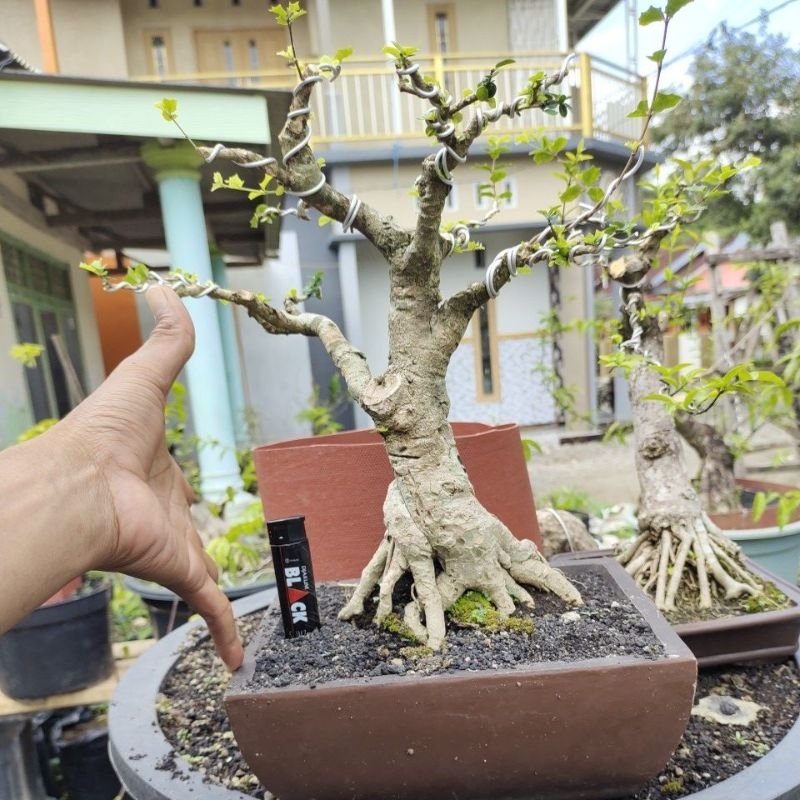 bonsai mirten prospek