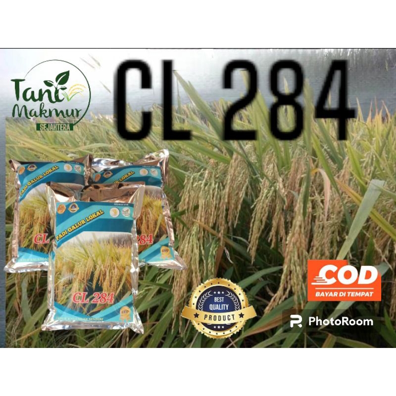 BENIH PADI UNGGUL CL 284 1KG