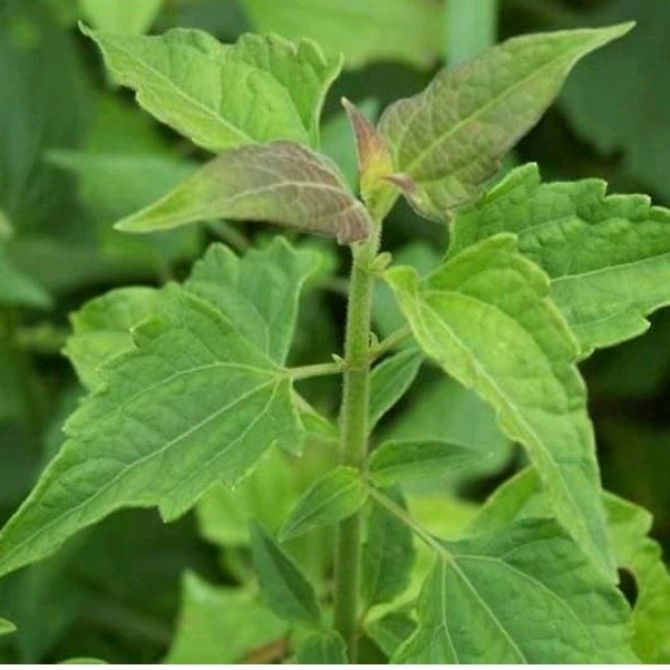 

100 gram Daun kirinyuh / balakacida segar